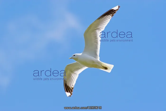  : Common Gull - adult in flight against blue sky