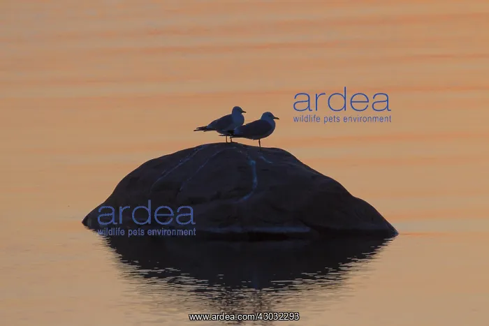 : Common Gull - adult gulls at sunset - Sweden : Common Gull - adult gulls at sunset - Sweden