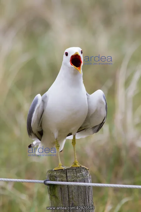 : Common Gull - calling : Common Gull - calling