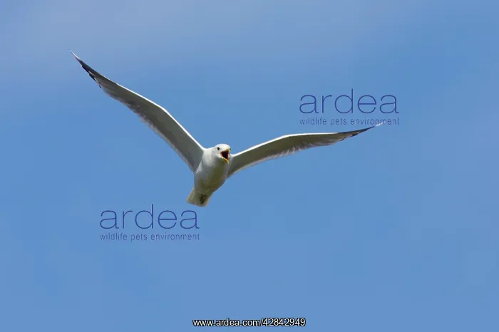: Common Gull - calling in flight : Common Gull - calling in flight