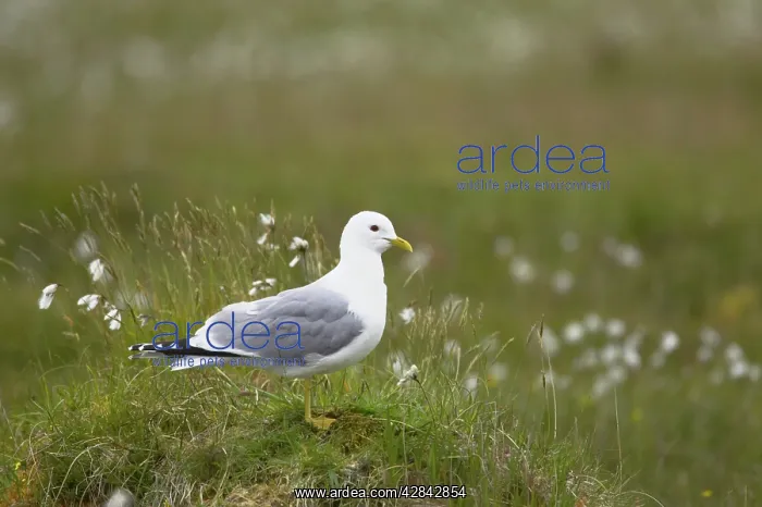 : Common Gull - amongst cotton grass : Common Gull - amongst cotton grass
