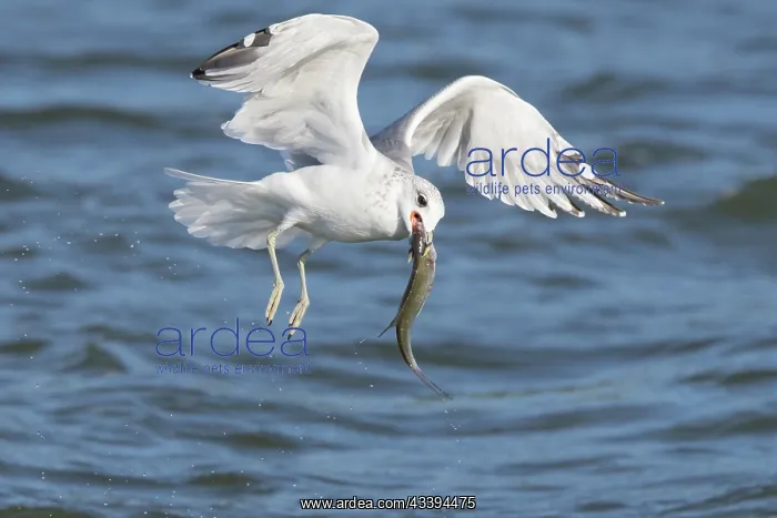 : Common Gull Fish : Common Gull Fish