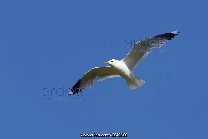 : Common Gull - in flight : Common Gull - in flight