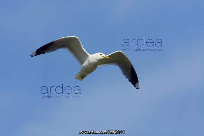 : Common Gull - in flight : Common Gull - in flight