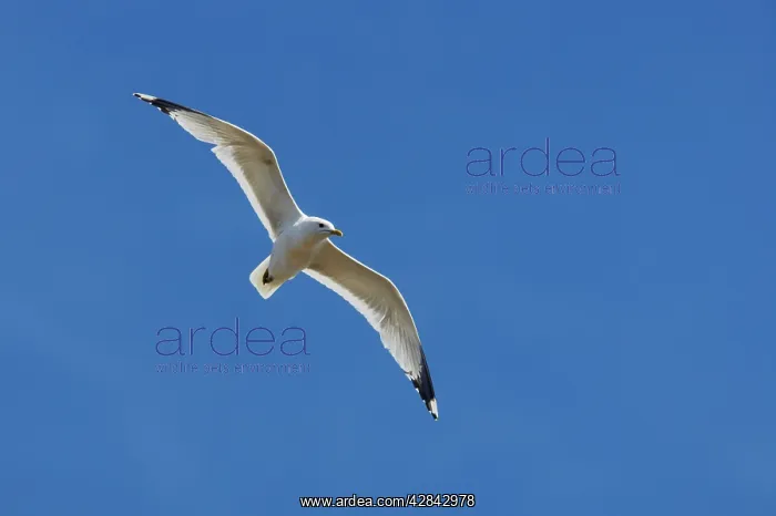 : Common Gull - in flight : Common Gull - in flight
