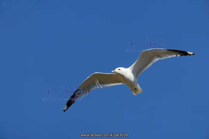 : Common Gull - in flight : Common Gull - in flight