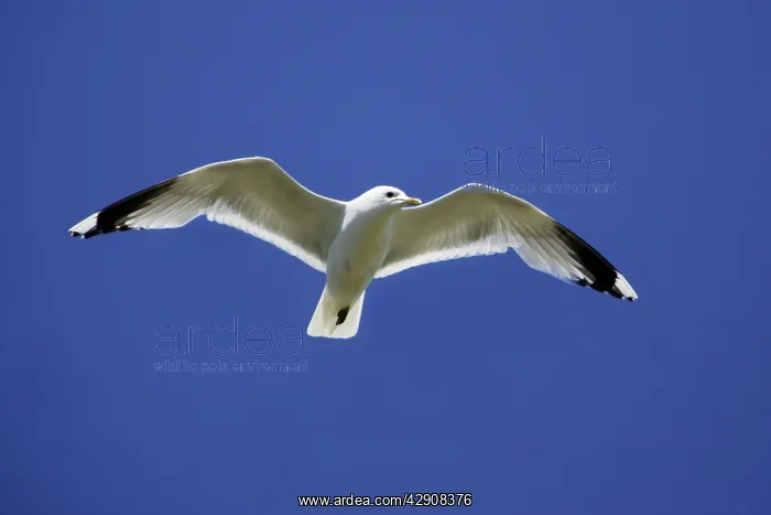 : Common Gull - In flight : Common Gull - In flight