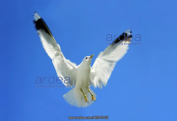 : Common Gull - in flight : Common Gull - in flight