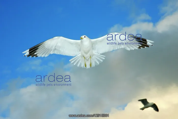 : Common Gull - in flight : Common Gull - in flight