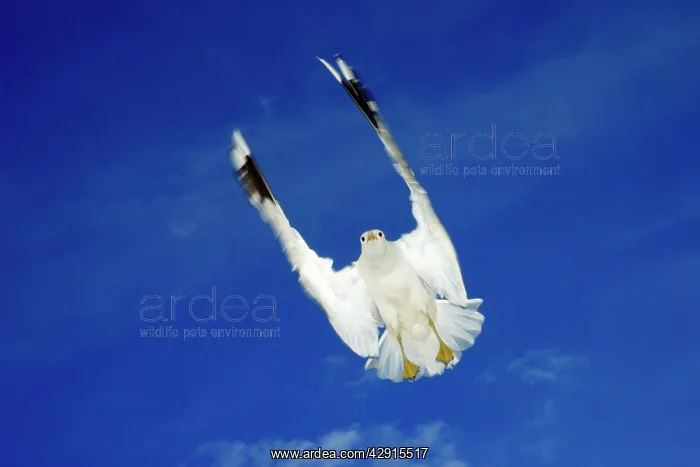 : Common Gull - in flight : Common Gull - in flight