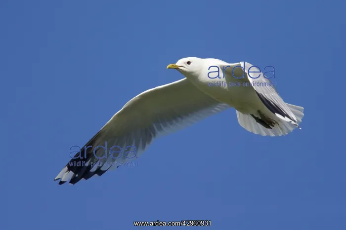 : Common Gull - In flight : Common Gull - In flight