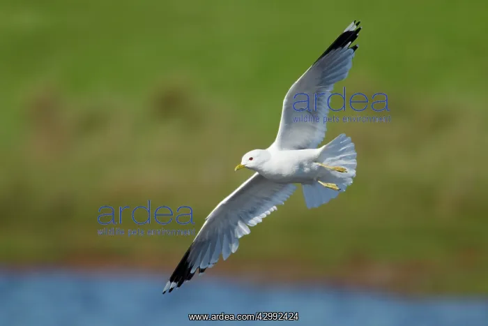 : Common Gull - in flight : Common Gull - in flight