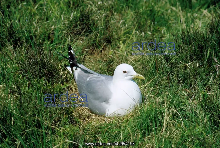 : Common Gull - incubating : Common Gull - incubating