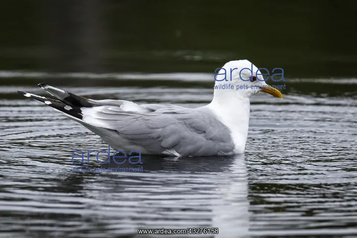 : Common gull - on lake - Kainuu, Finland : Common gull - on lake - Kainuu, Finland