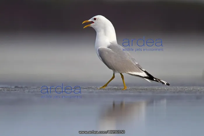 : Common Gull (Larus canus) calling on ice edge of : Common Gull (Larus canus) calling on ice edge of
