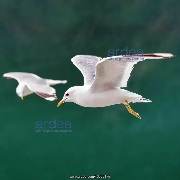: Common gull (Larus canus) flying over turquoise : Common gull (Larus canus) flying over turquoise