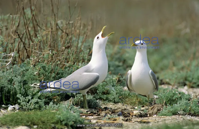 : Common GULL - Pair courtship dispaying : Common GULL - Pair courtship dispaying