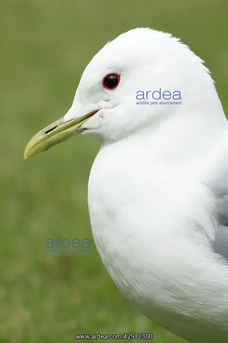 : Common Gull - portrait : Common Gull - portrait