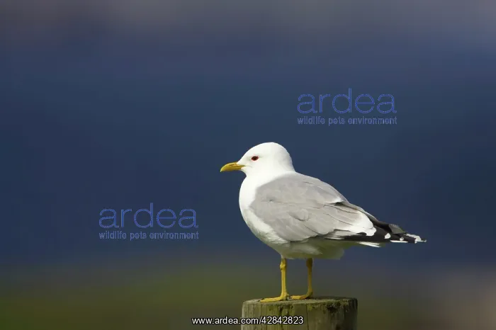 : Common Gull - on post : Common Gull - on post