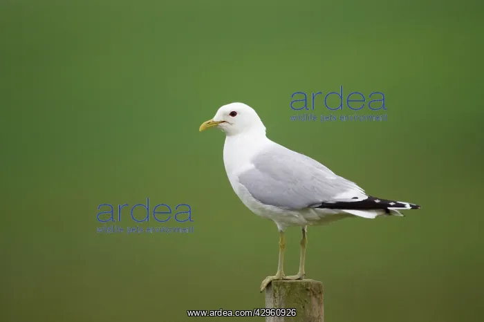 : Common Gull - On Post : Common Gull - On Post
