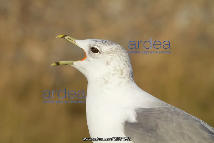 : Common Gull - Side profile of adult calling : Common Gull - Side profile of adult calling