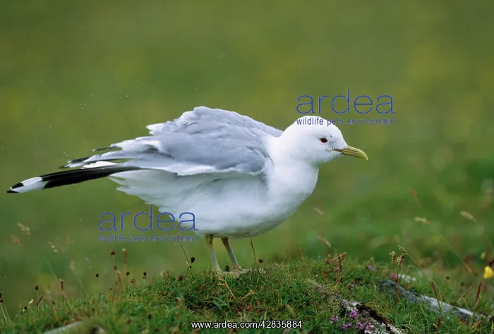 : Common GULL - shaking feathers : Common GULL - shaking feathers