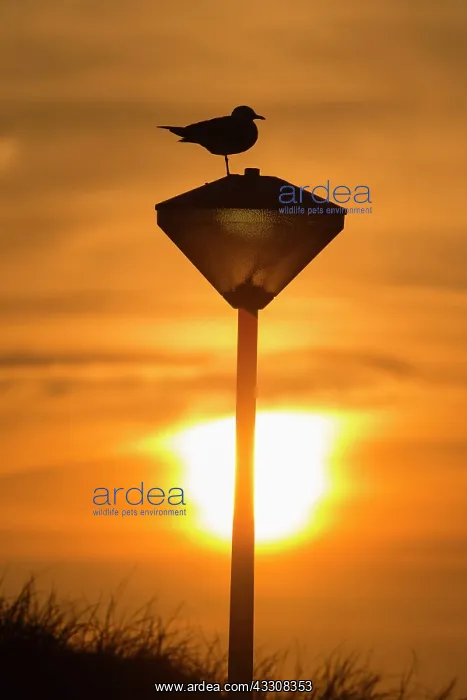 : Common Gull - silhouette of bird - perched on a : Common Gull - silhouette of bird - perched on a