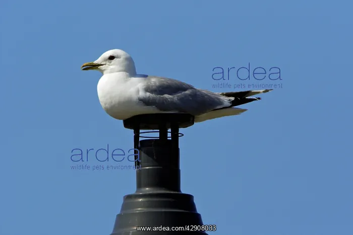 : Common Gull - sitting on chimney : Common Gull - sitting on chimney