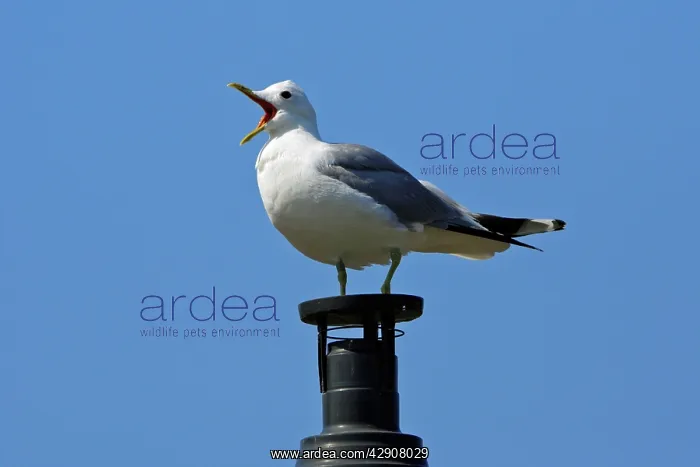 : Common Gull - sitting on chimney, calling : Common Gull - sitting on chimney, calling