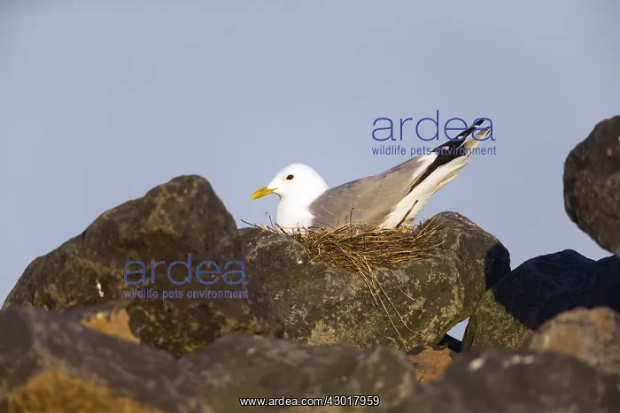 : Common Gull - sitting on nest amongst boulders : Common Gull - sitting on nest amongst boulders