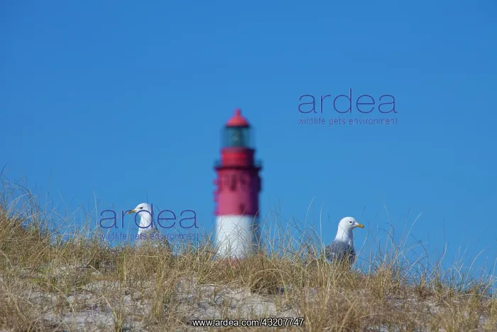 : Common Gull - standing on a dune with the lighthouse : Common Gull - standing on a dune with the lighthouse