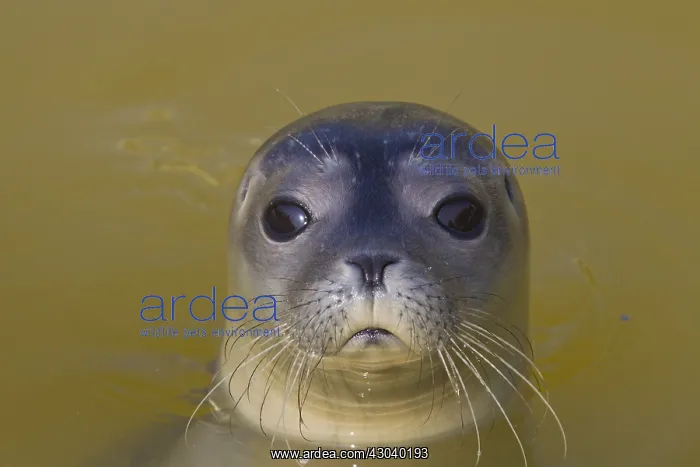 : Common / Habour Seal - portrait - Wadden Sea, Germany : Common / Habour Seal - portrait - Wadden Sea, Germany