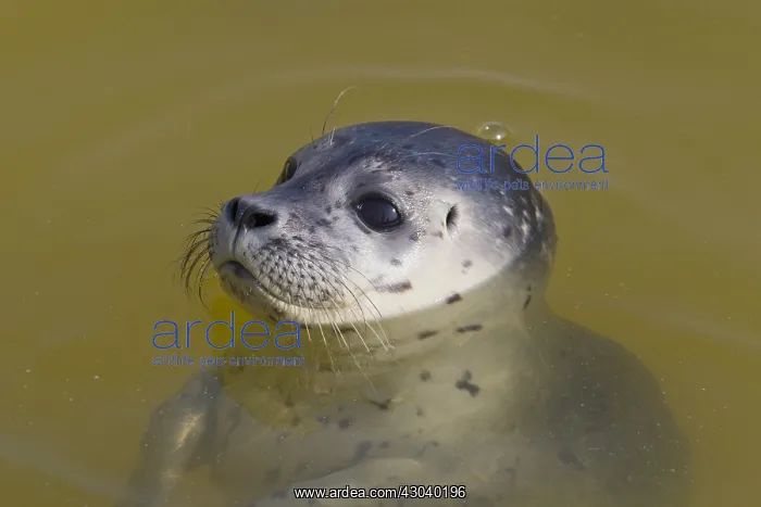 : Common / Habour Seal - portrait - Wadden Sea, Germany : Common / Habour Seal - portrait - Wadden Sea, Germany