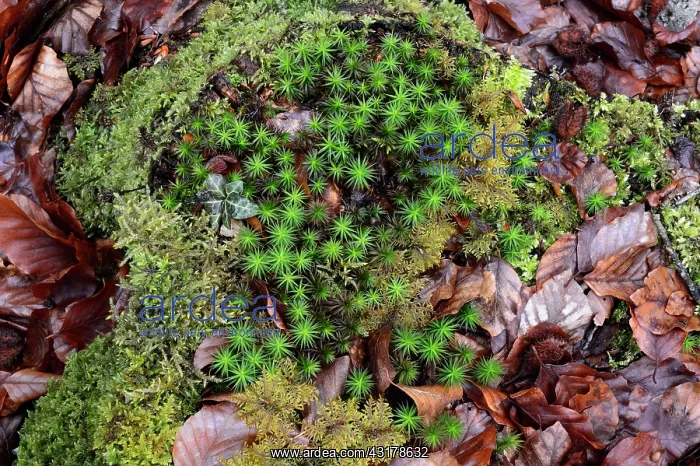 : Common Haircap Moss : Common Haircap Moss