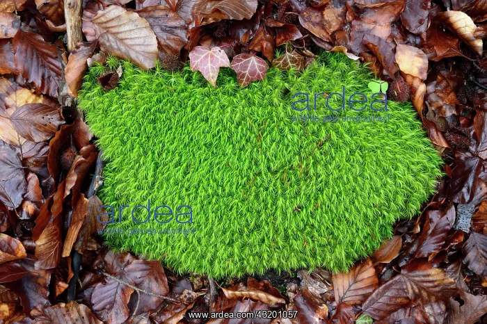 : Common Haircap Moss : Common Haircap Moss