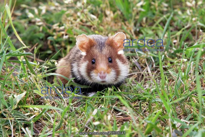 : Common hamster : Common hamster