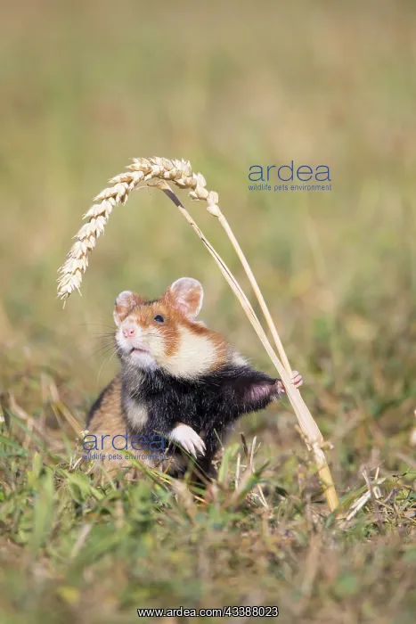 : Common Hamster : Common Hamster