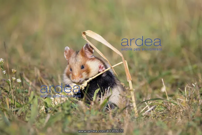 : Common Hamster : Common Hamster