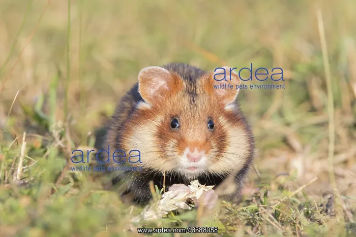 : Common Hamster : Common Hamster
