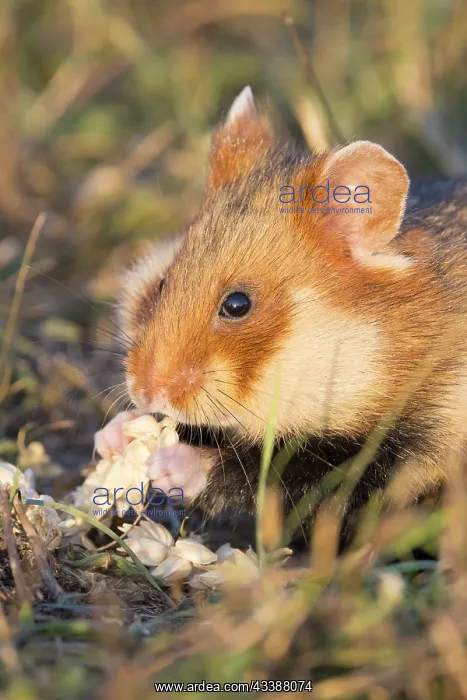 : Common Hamster : Common Hamster