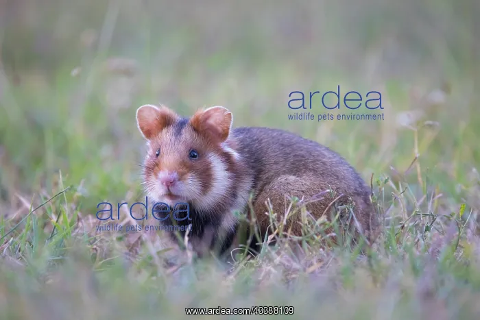 : Common Hamster : Common Hamster