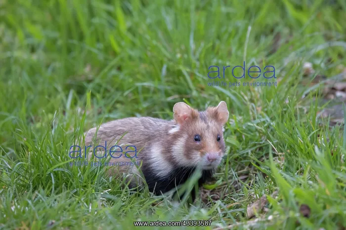 : Common Hamster : Common Hamster