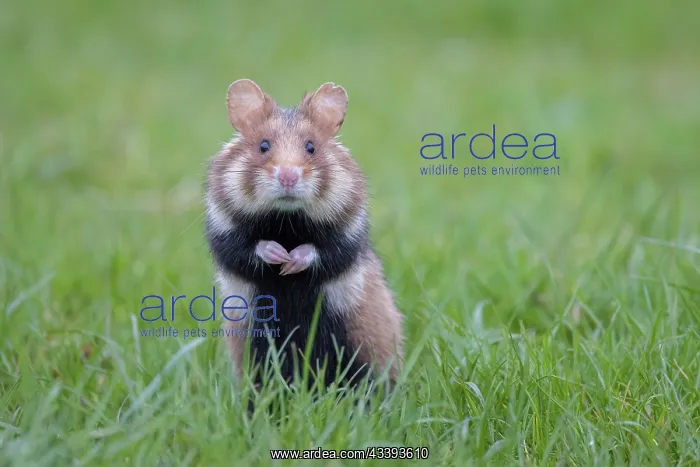 : Common Hamster : Common Hamster