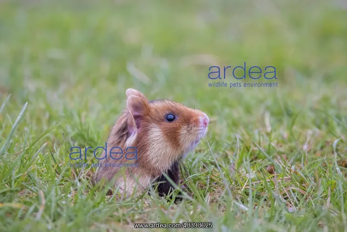 : Common Hamster : Common Hamster