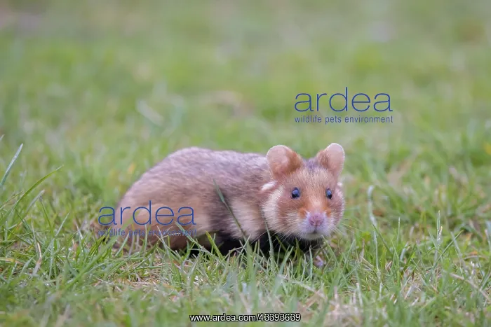 : Common Hamster : Common Hamster