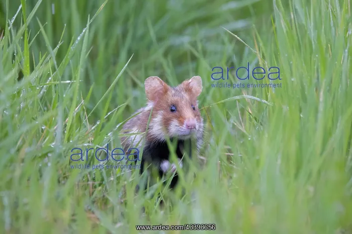 : Common Hamster : Common Hamster