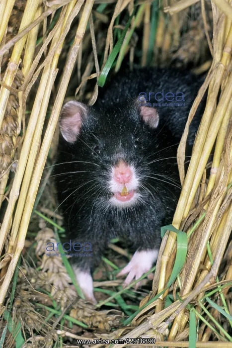 : Common Hamster - black variation : Common Hamster - black variation