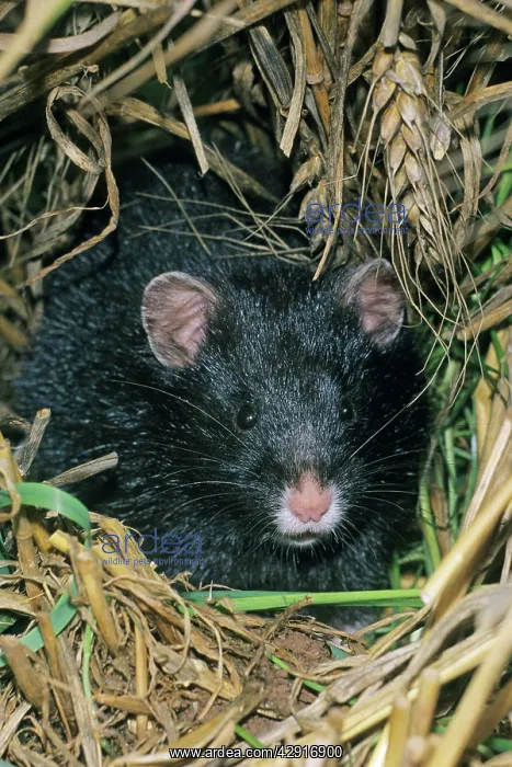 : Common Hamster - black variation : Common Hamster - black variation
