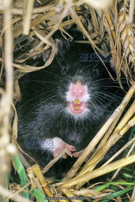 : Common Hamster - black variation : Common Hamster - black variation