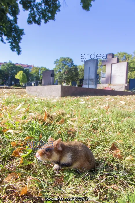 : Common Hamster cemetery : Common Hamster cemetery